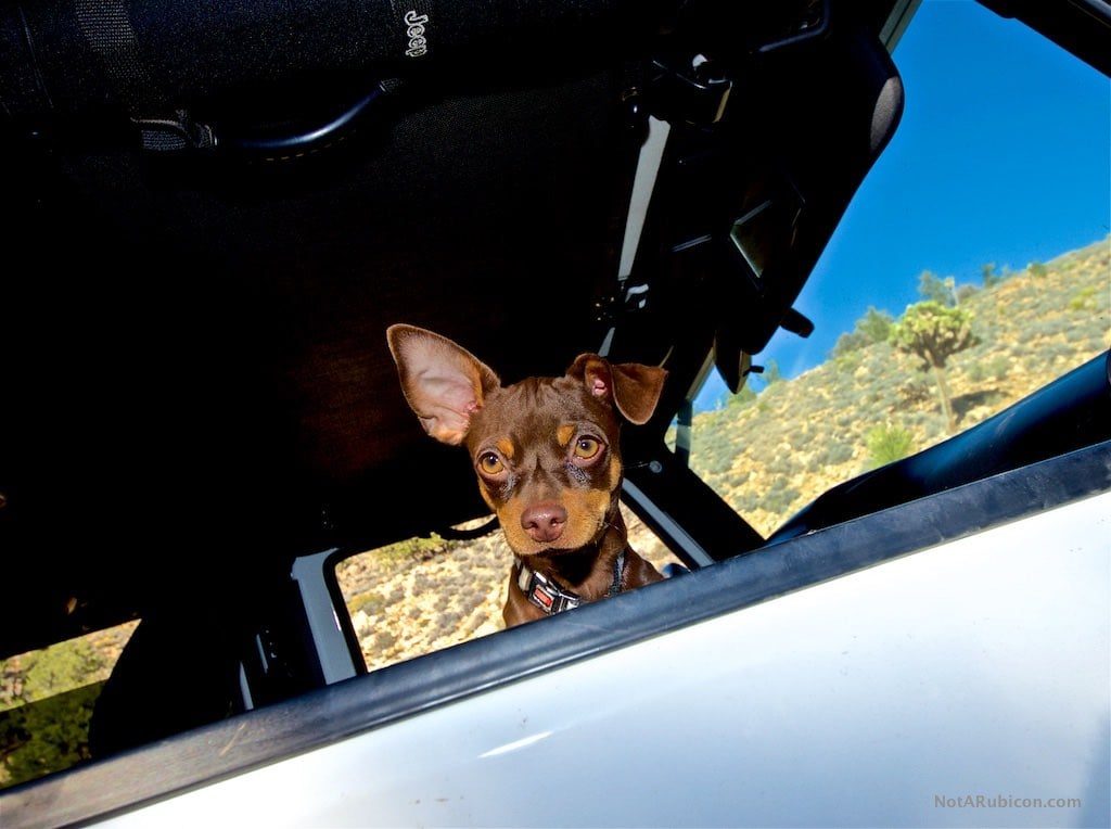 Dog in a Jeep