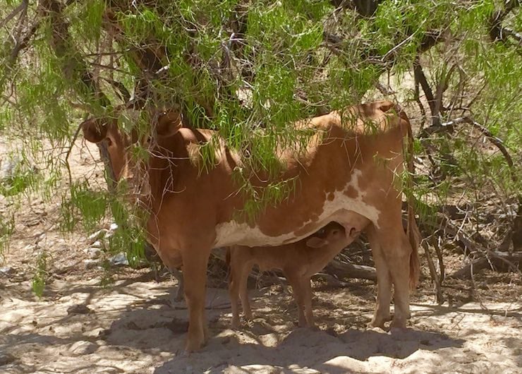 Baby cow in Rattlesnake Canyon