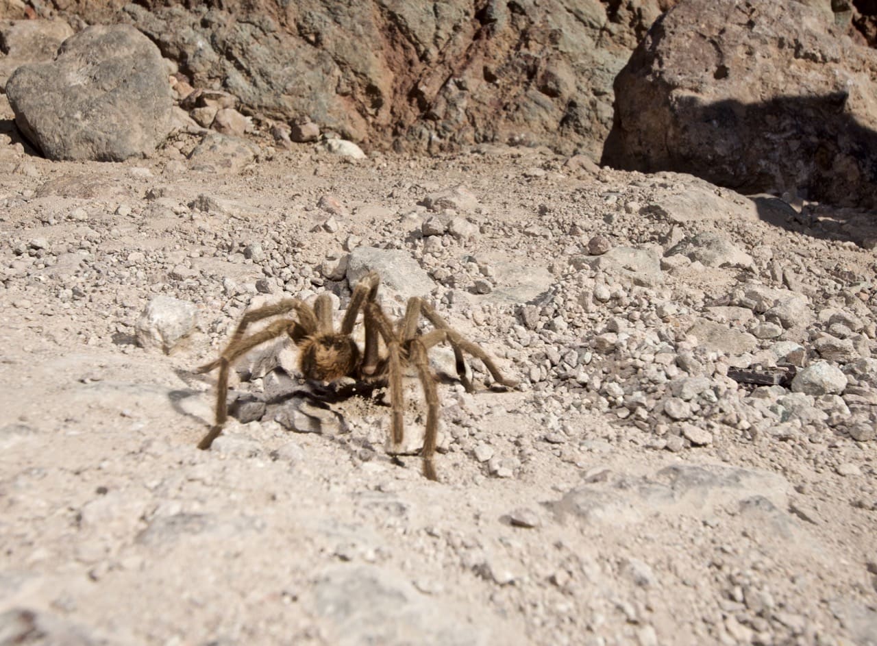 Tarantula on the trail near Calico Ghost Town