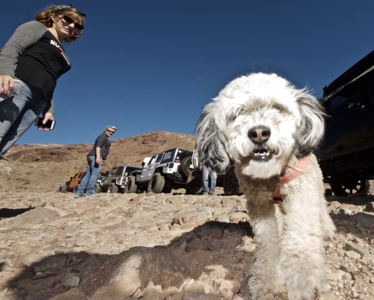 Jeep dog!